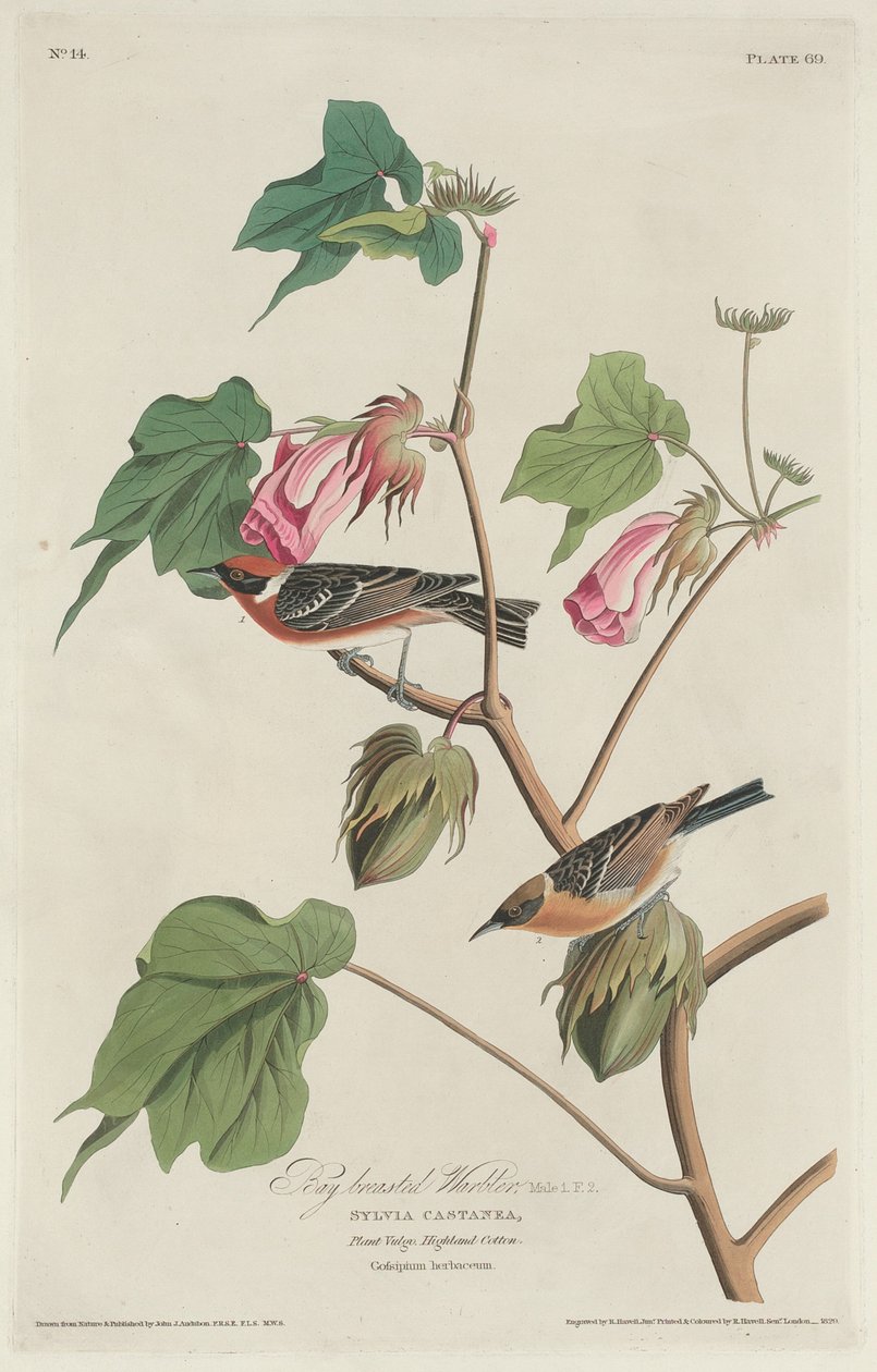 Reinita de pecho castaño de Robert Havell after John James Audubon