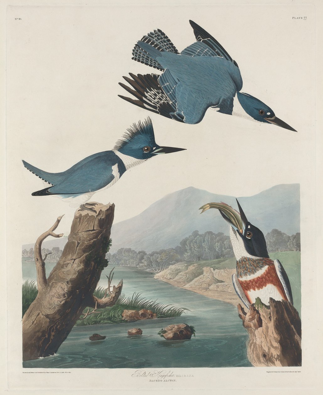Martinete Aliazul de Robert Havell after John James Audubon
