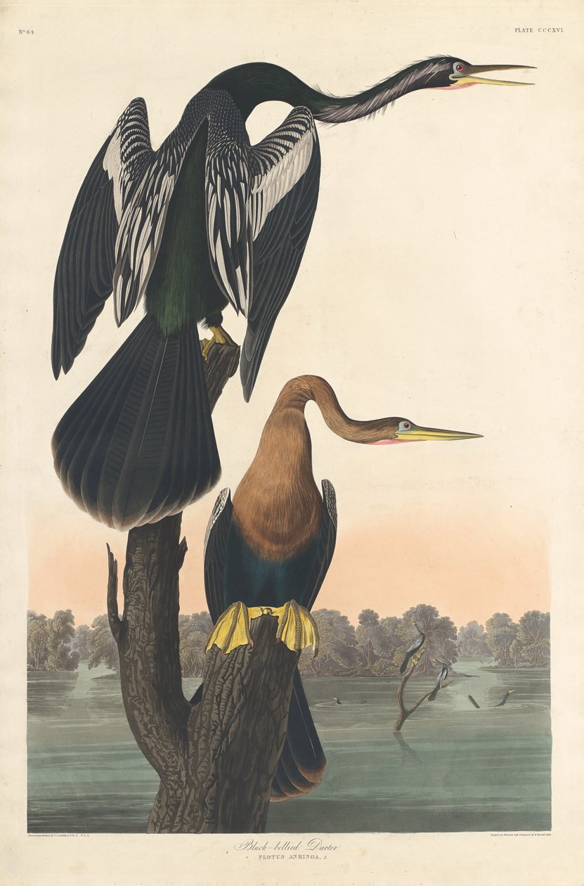 Cormorán de vientre negro de Robert Havell after John James Audubon