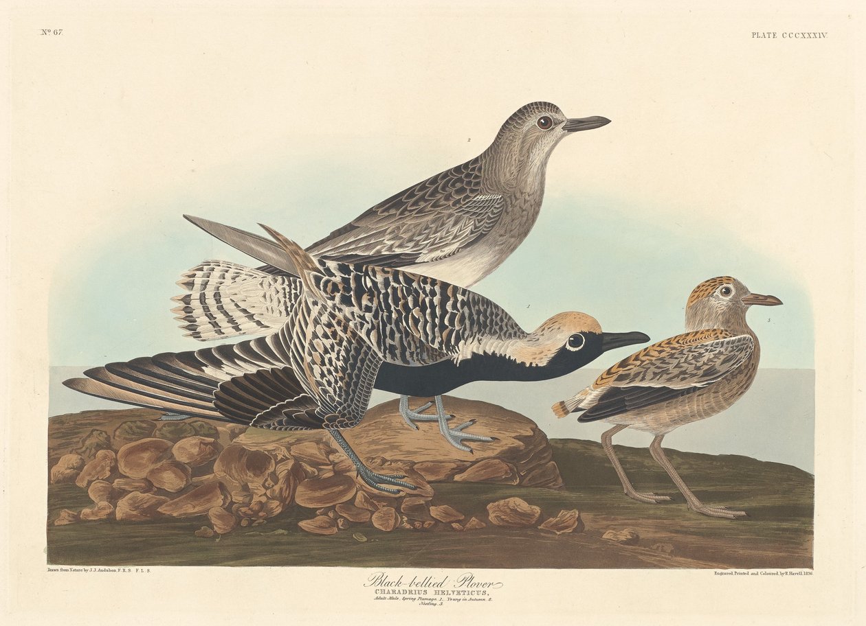 Chorlito ventrinegro de Robert Havell after John James Audubon