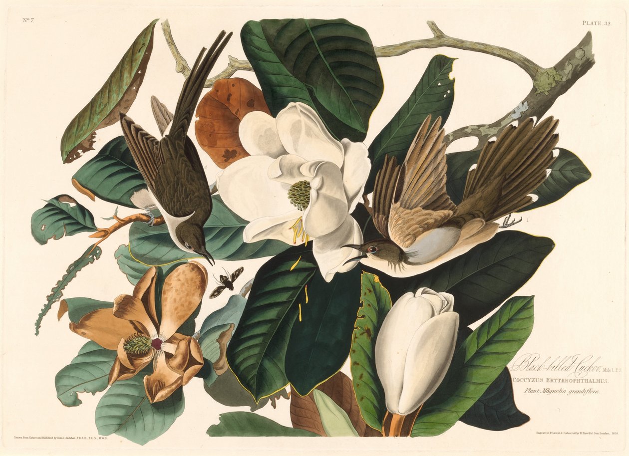 Cuclillo de pico negro de Robert Havell after John James Audubon