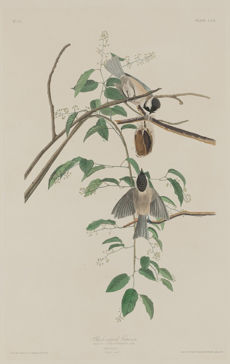 Carbonero de gorra negra de Robert Havell after John James Audubon