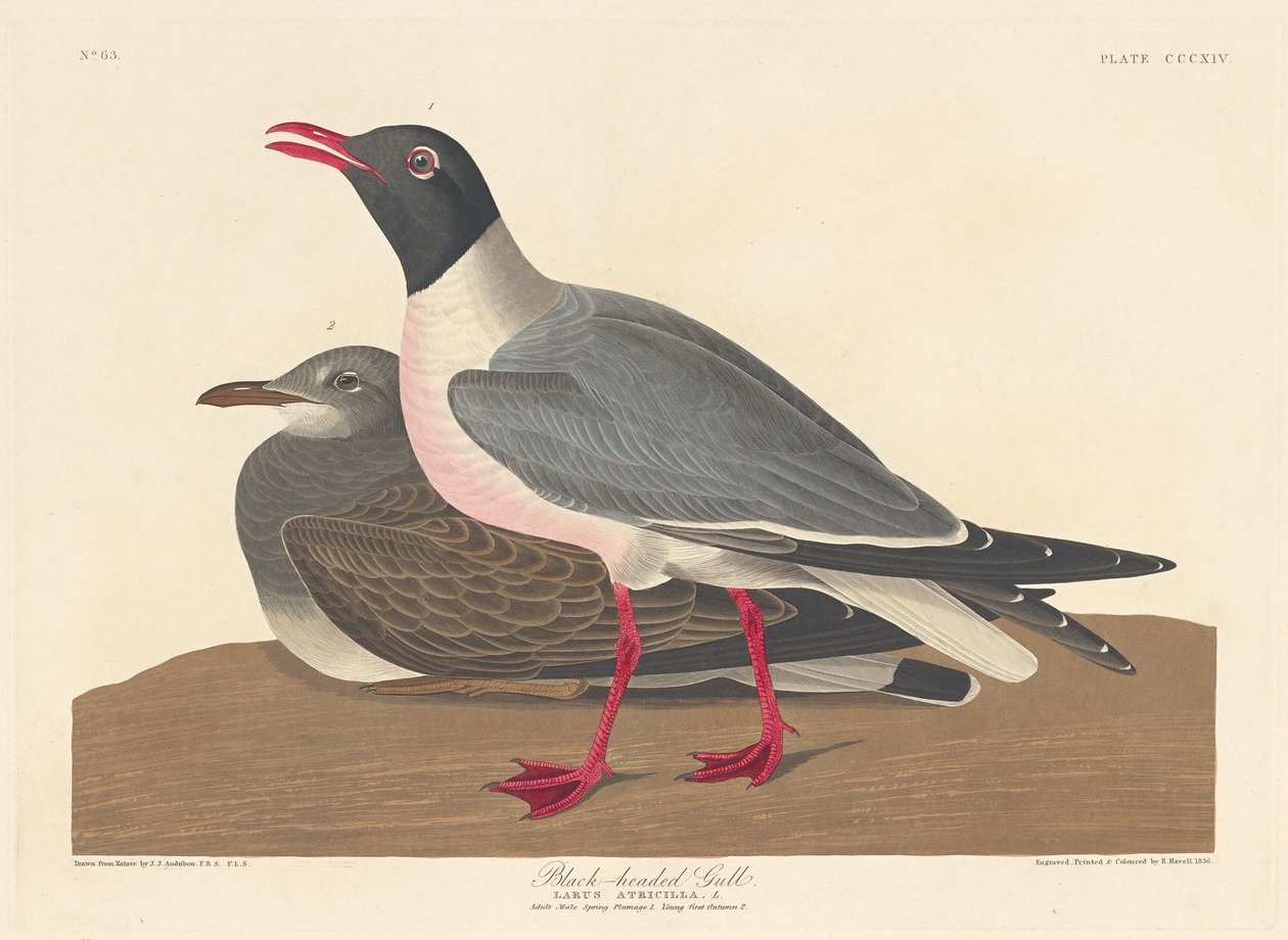 Gaviota cabecinegra de Robert Havell after John James Audubon