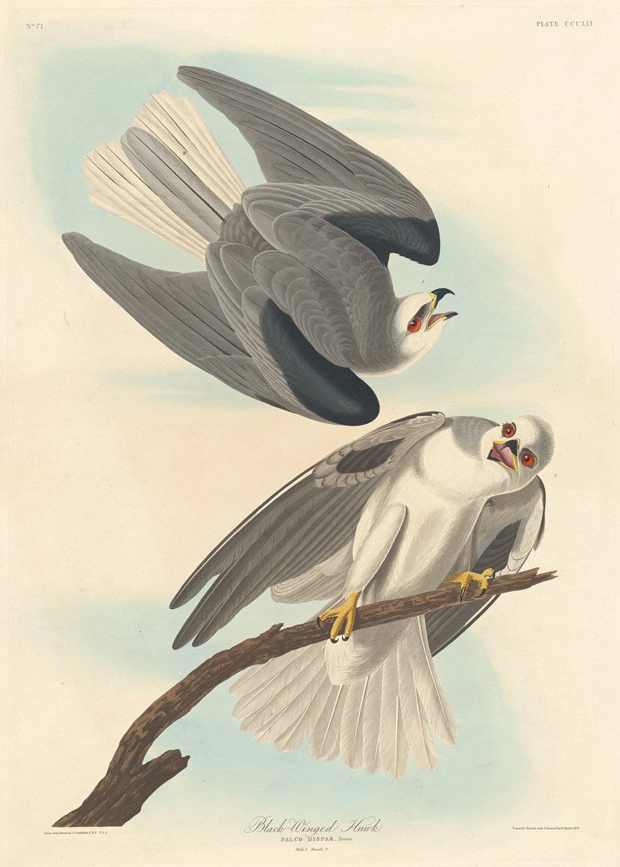 Halcón de Alas Negras de Robert Havell after John James Audubon