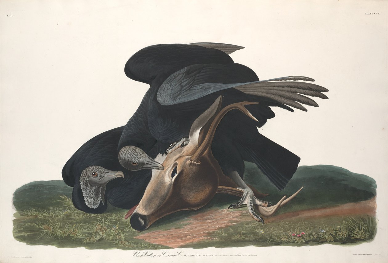 Buitre Negro de Robert Havell after John James Audubon