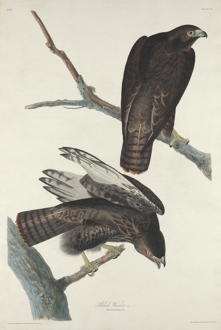 Guerrero negro de Robert Havell after John James Audubon