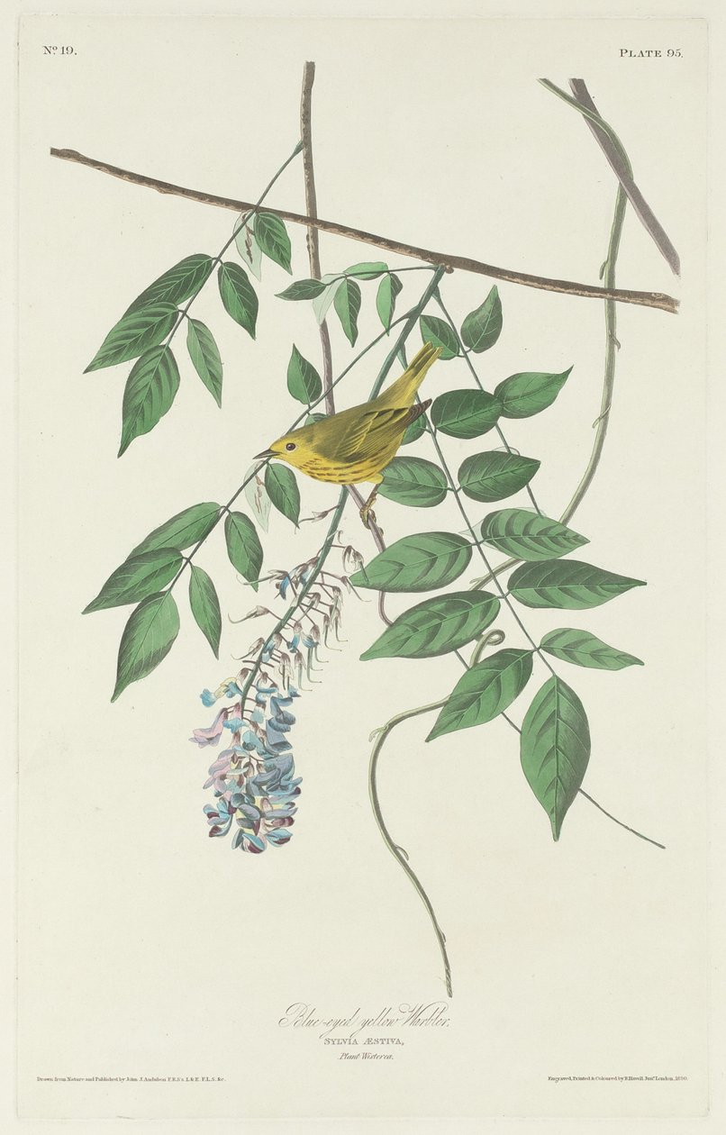Reinita amarilla de ojos azules de Robert Havell after John James Audubon