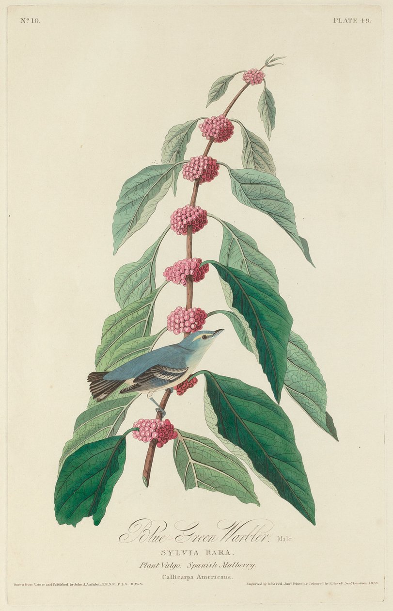 Reinita Azul-Verde de Robert Havell after John James Audubon