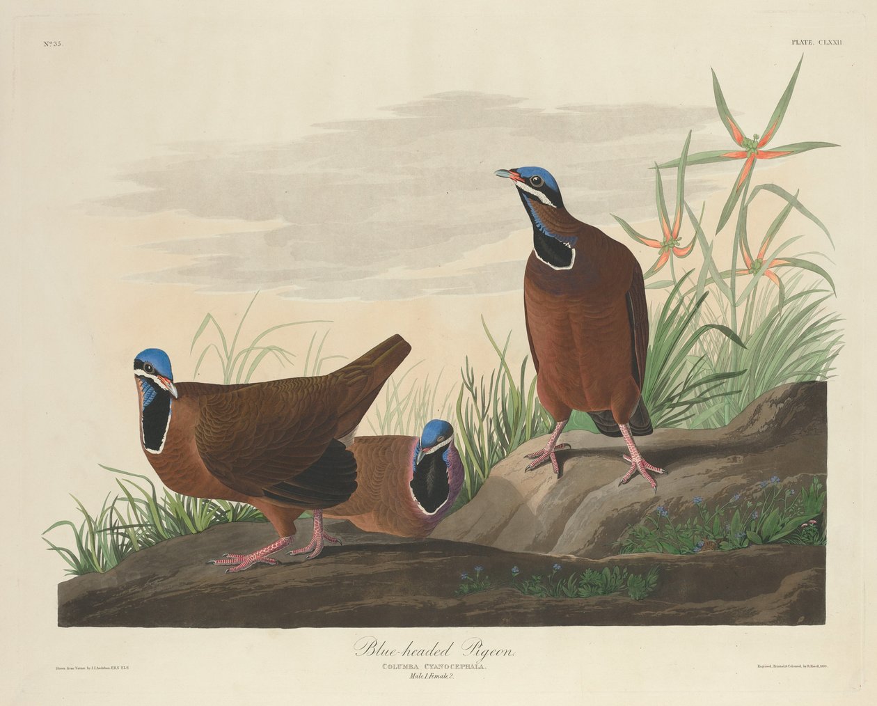 Paloma de cabeza azul de Robert Havell after John James Audubon