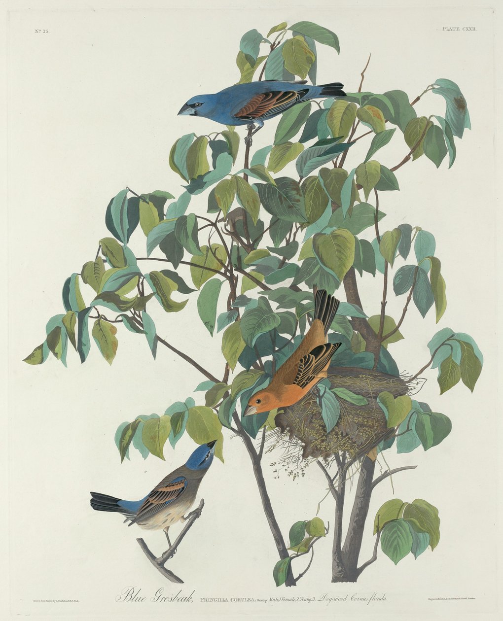 Picogrueso azul de Robert Havell after John James Audubon