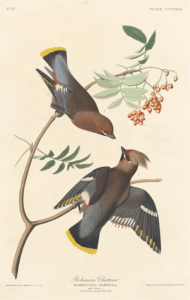 Charlatán bohemio de Robert Havell after John James Audubon