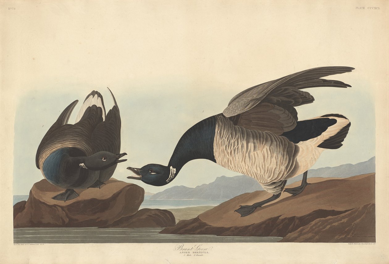 Ganso brant de Robert Havell after John James Audubon