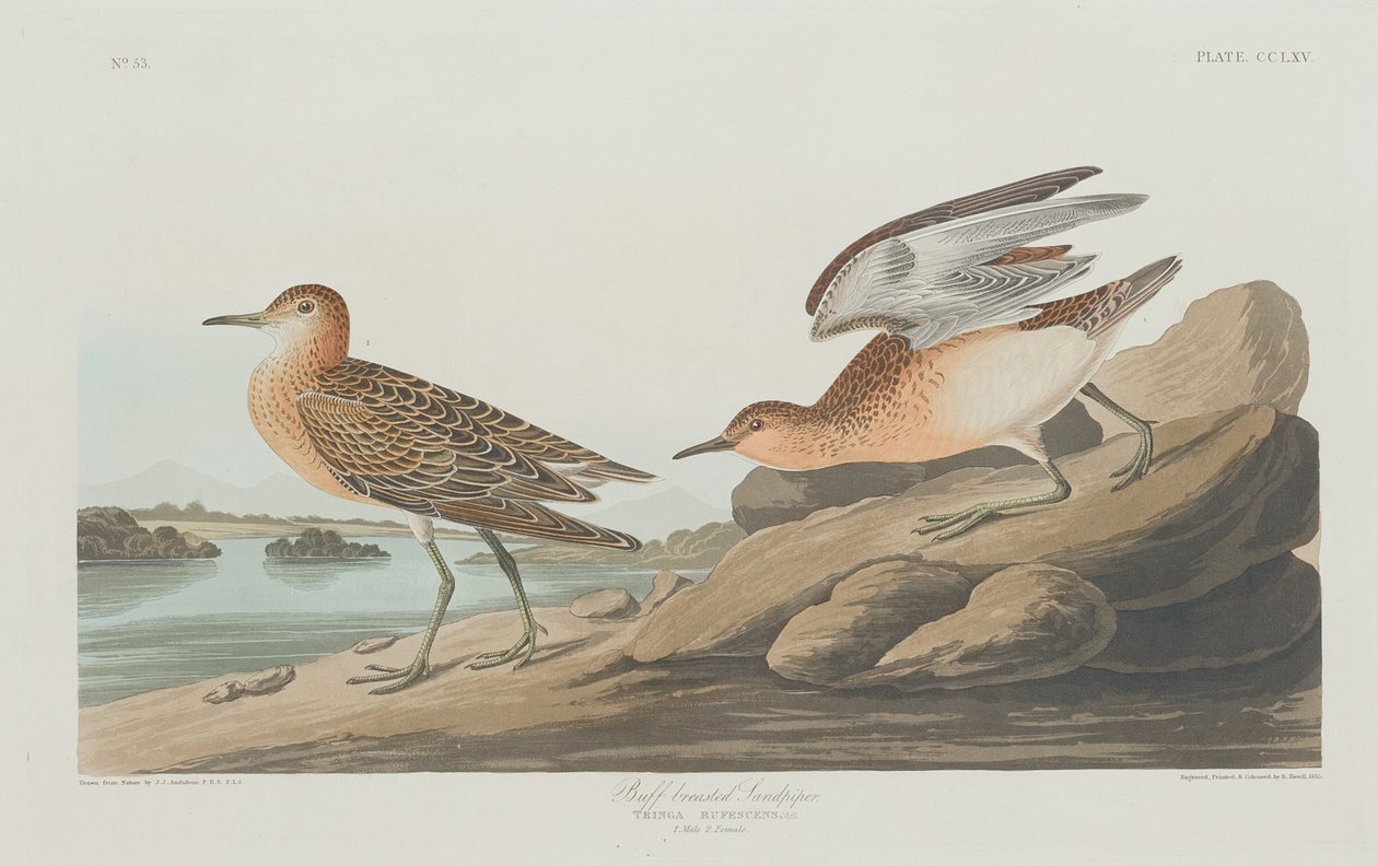 Playero pechiblanco de Robert Havell after John James Audubon