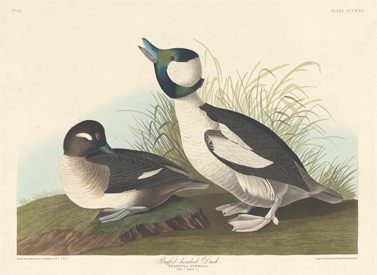 Pato de cabeza bufón de Robert Havell after John James Audubon