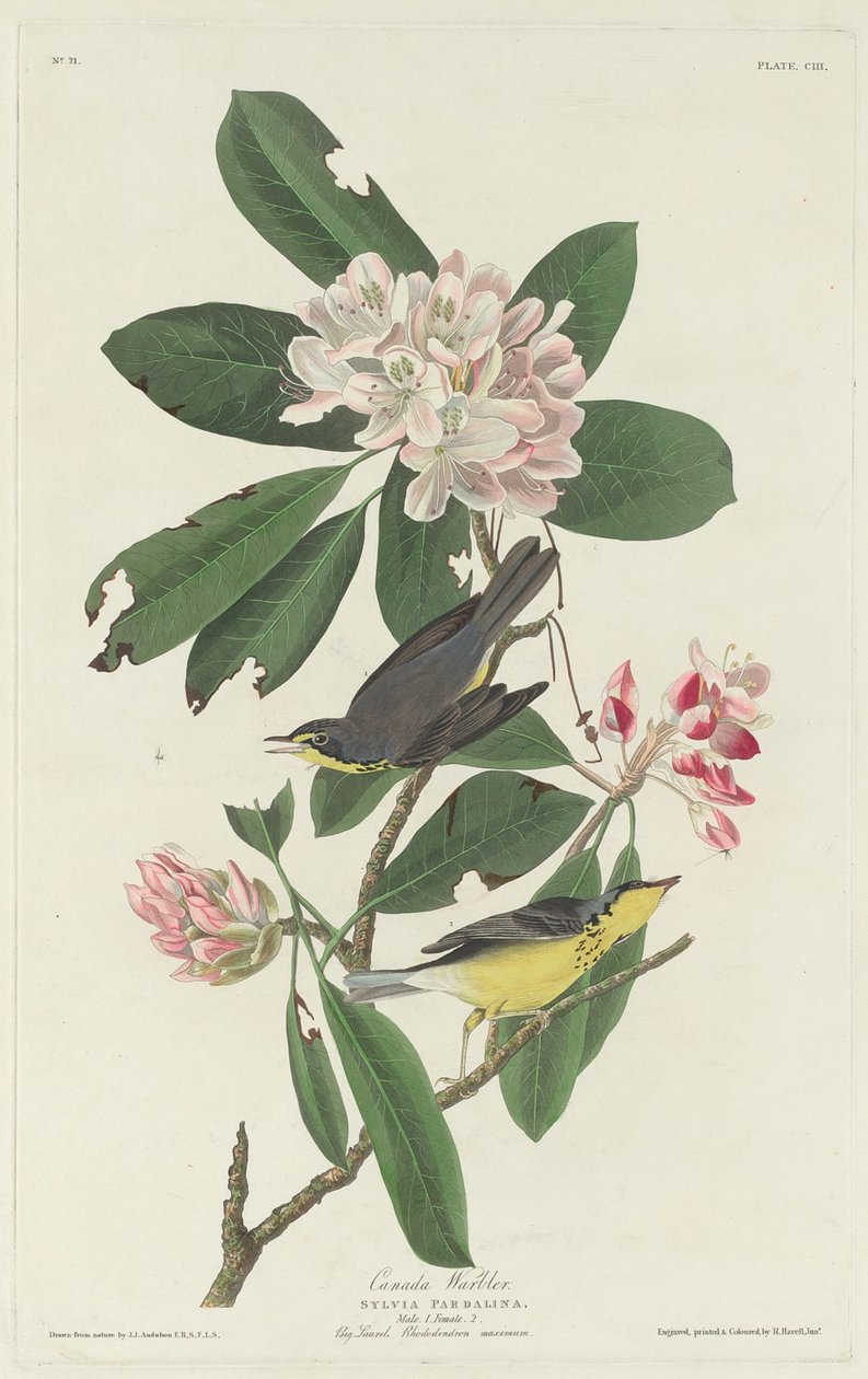 Reinita de Canadá de Robert Havell after John James Audubon