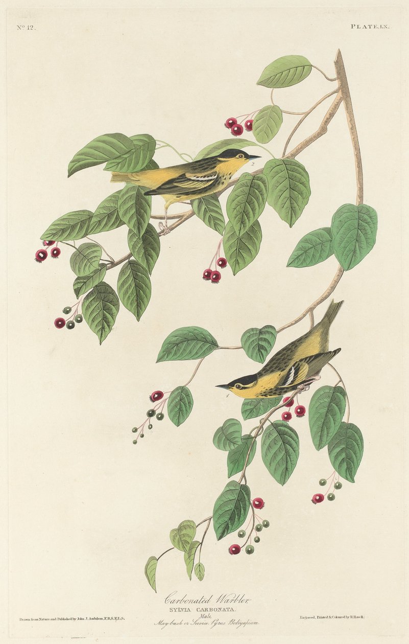 Reinita carbonatada de Robert Havell after John James Audubon