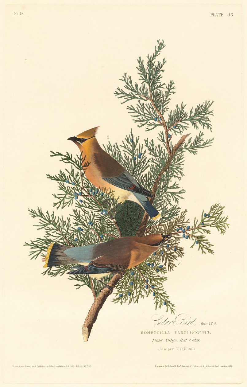Pájaro cedro de Robert Havell after John James Audubon