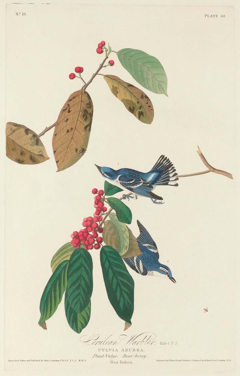 Reinita cerúlea de Robert Havell after John James Audubon