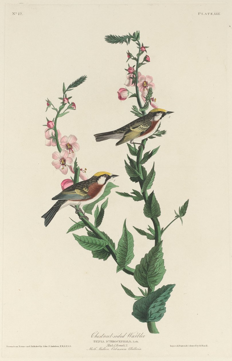 Reinita de costados castaños de Robert Havell after John James Audubon