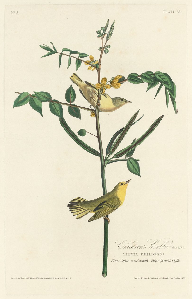 Reinita de los Niños de Robert Havell after John James Audubon