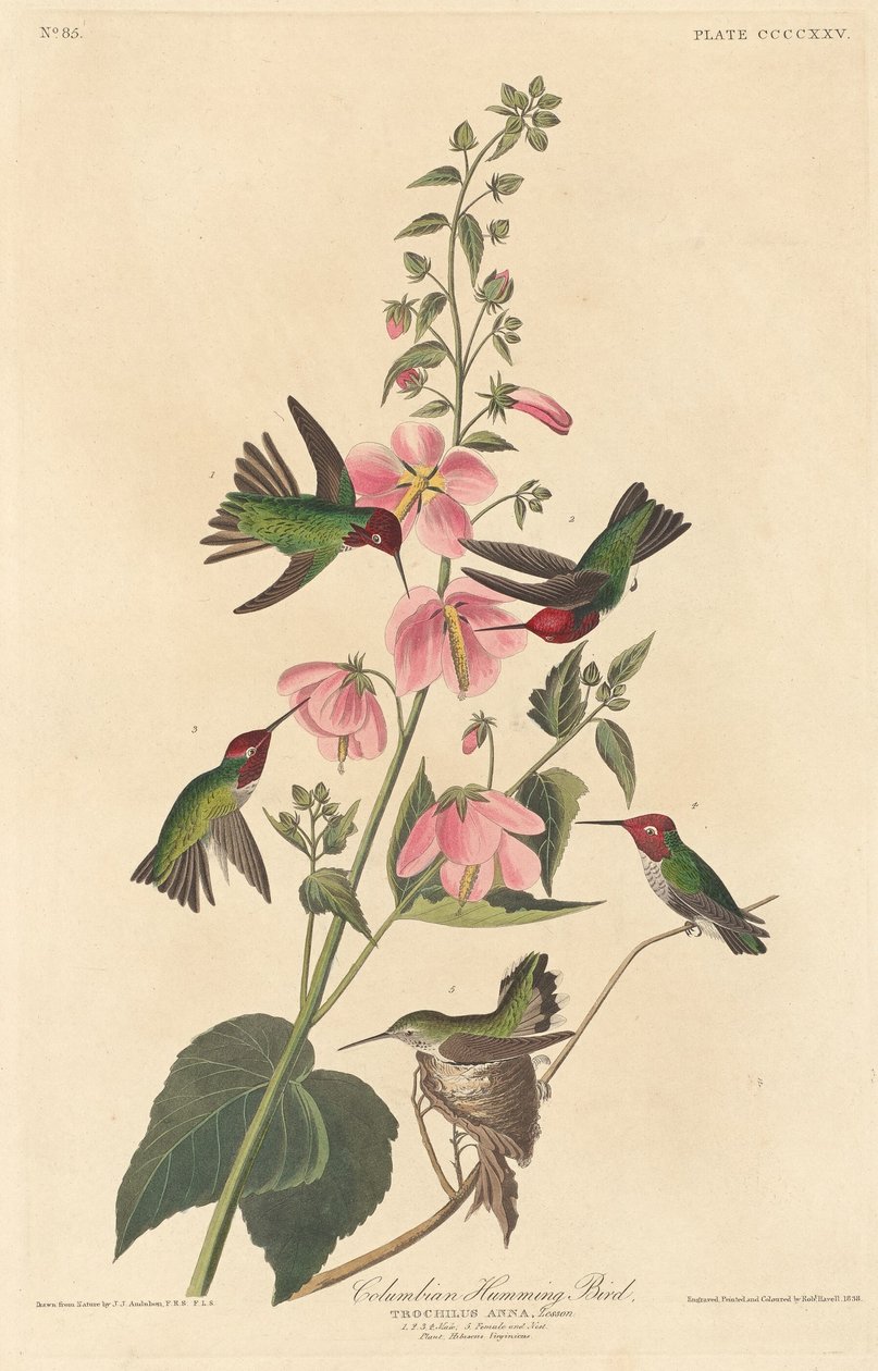 Colibrí Colombiano de Robert Havell after John James Audubon