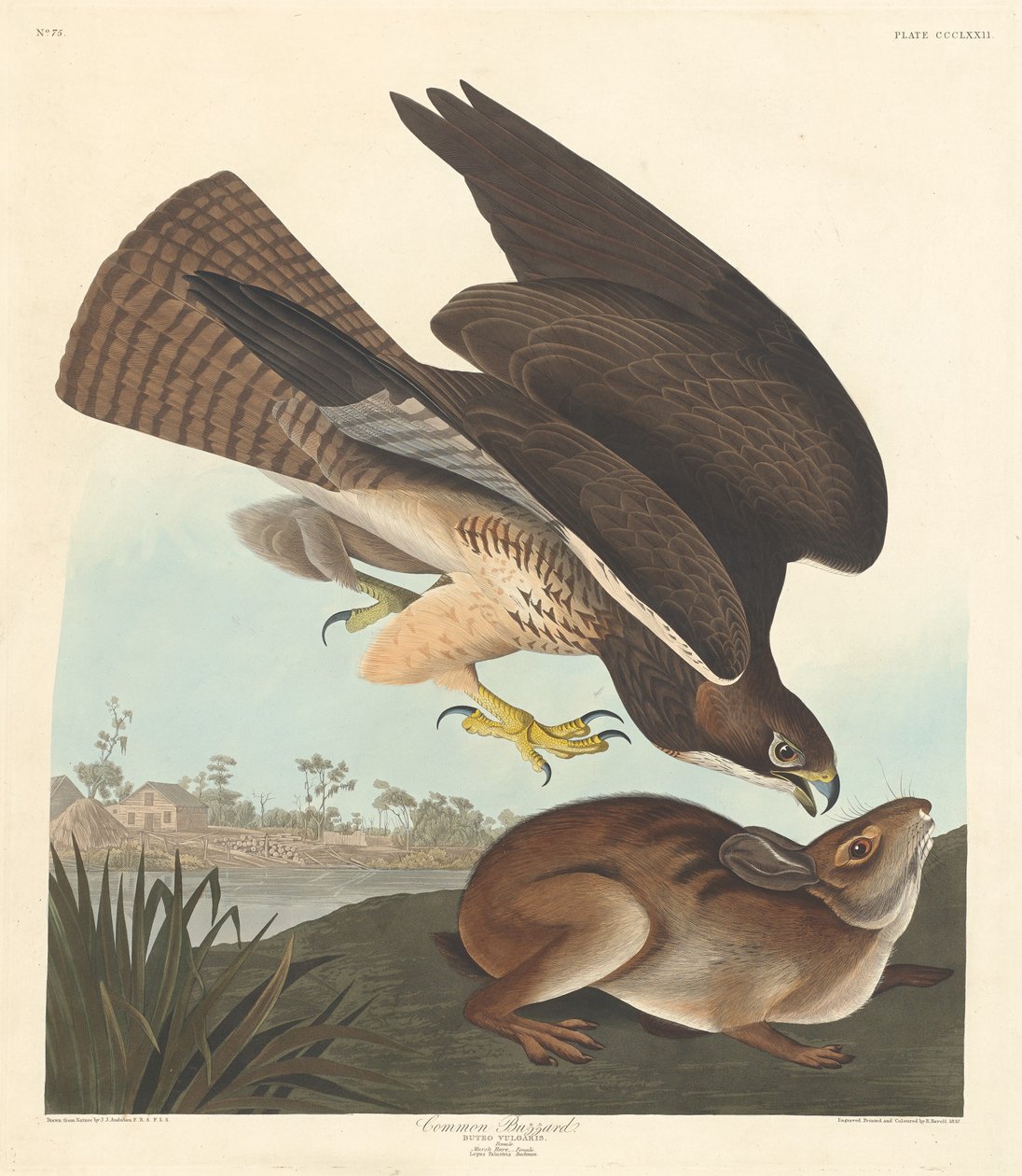Ratonero común de Robert Havell after John James Audubon