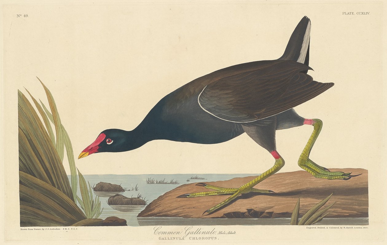 Gallineta común de Robert Havell after John James Audubon