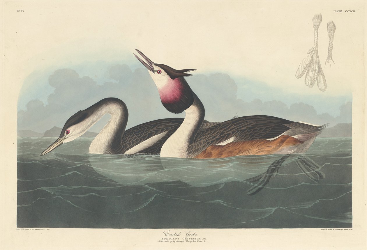 Somormujo Lavanco de Robert Havell after John James Audubon