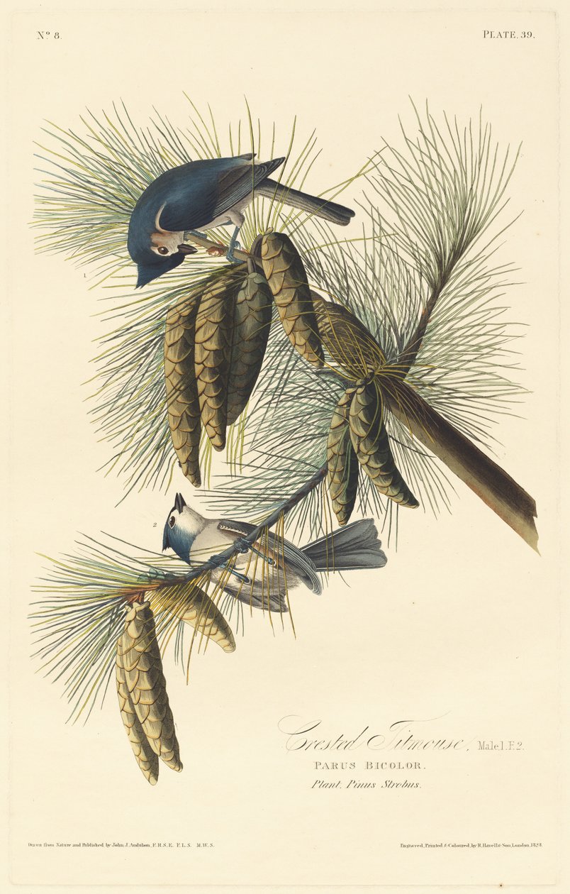 Carbonero Cresta de Robert Havell after John James Audubon