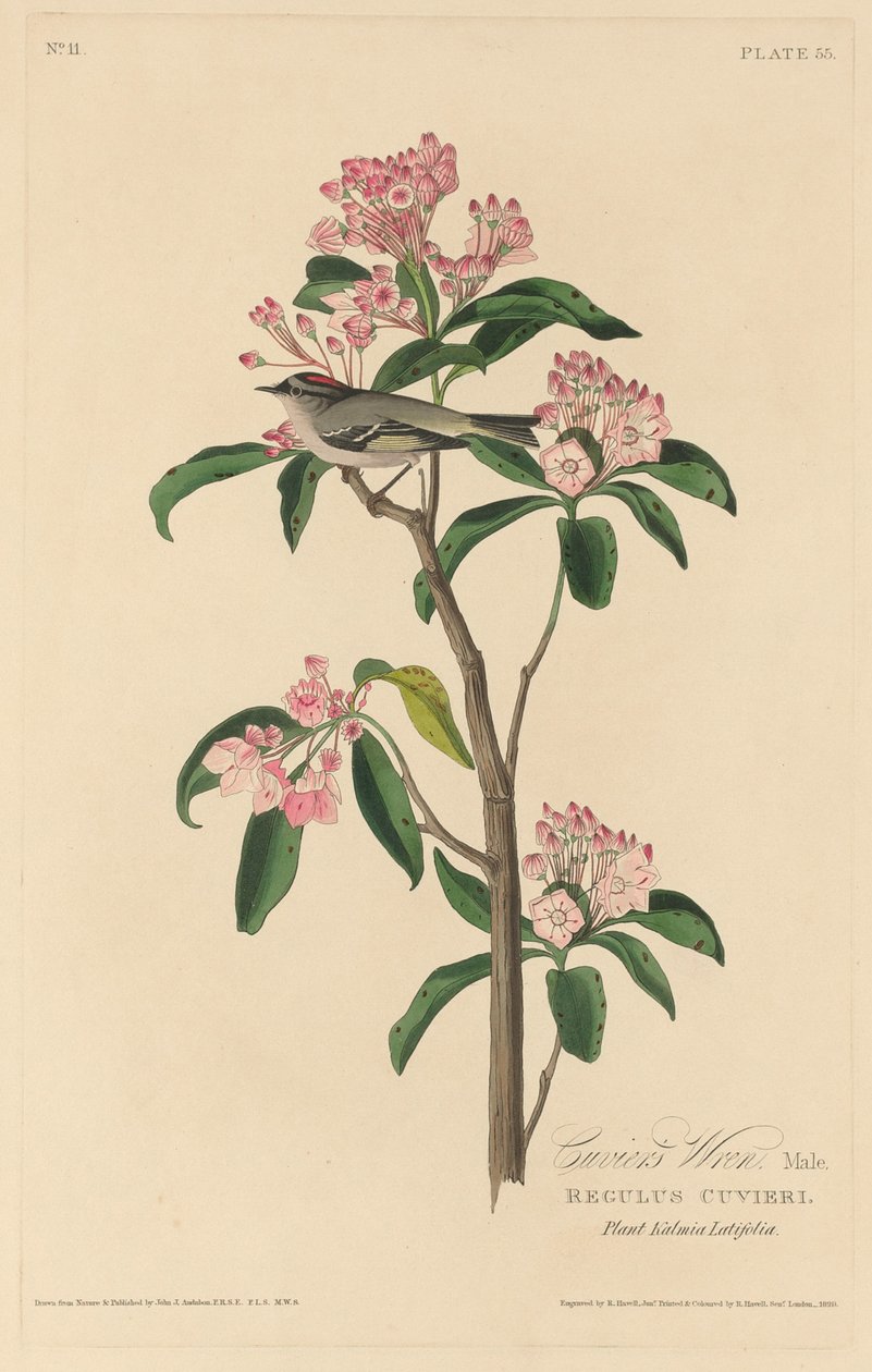 Chochín de Cuvier de Robert Havell after John James Audubon