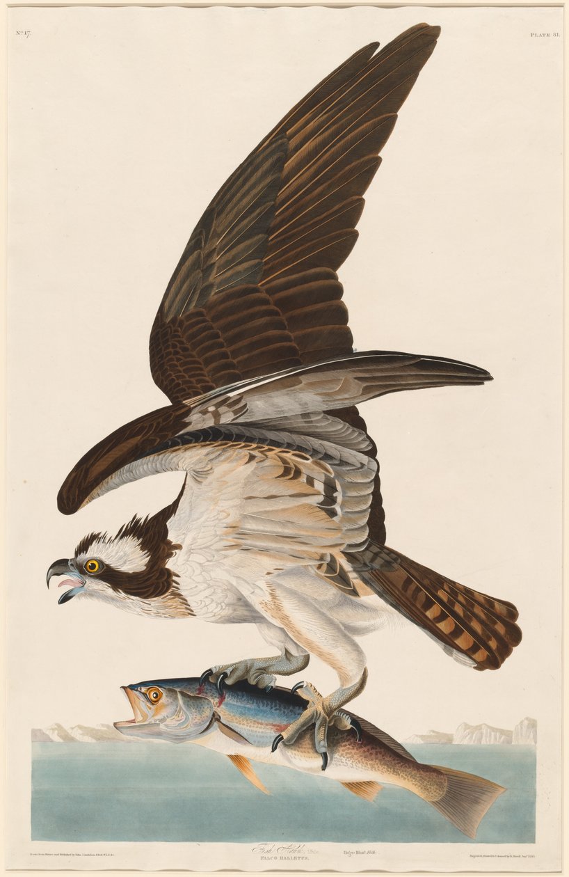 Águila pescadora de Robert Havell after John James Audubon