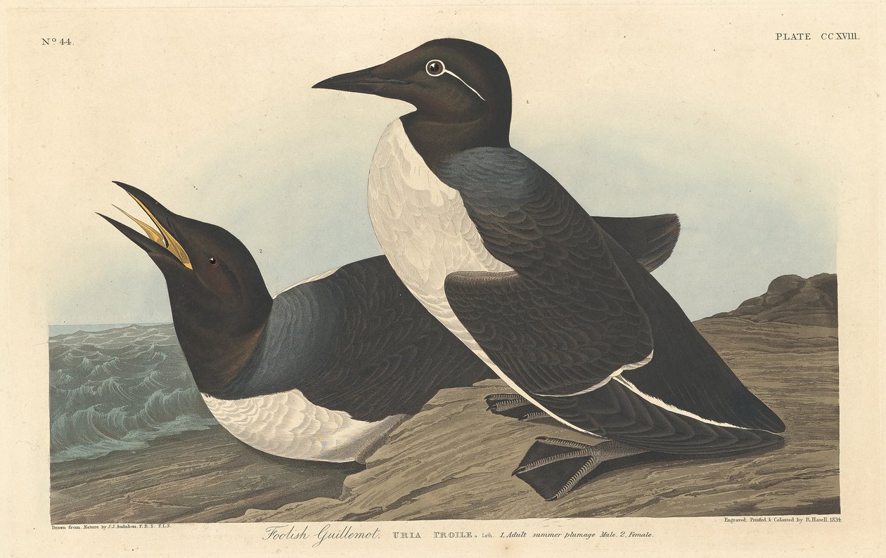 Guillemot tonto de Robert Havell after John James Audubon