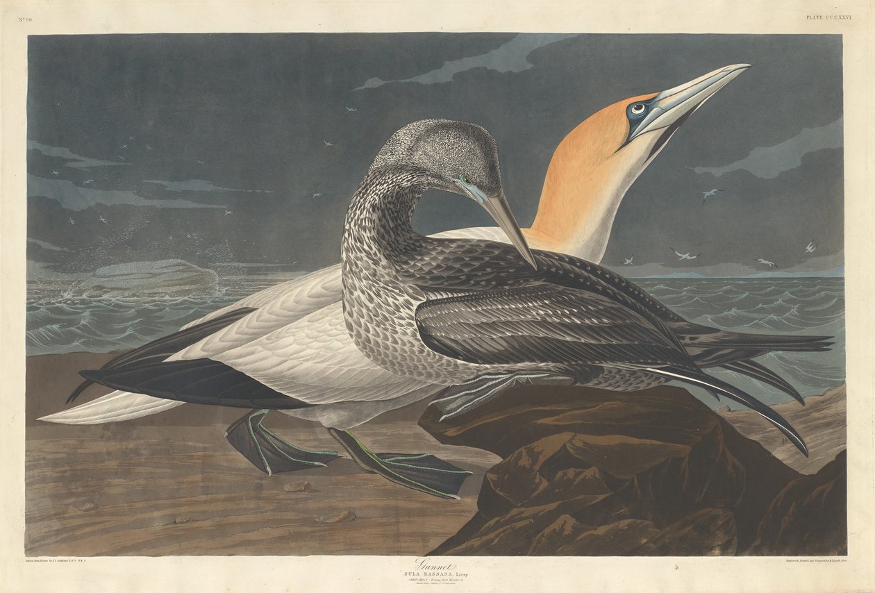 Alcatraz de Robert Havell after John James Audubon