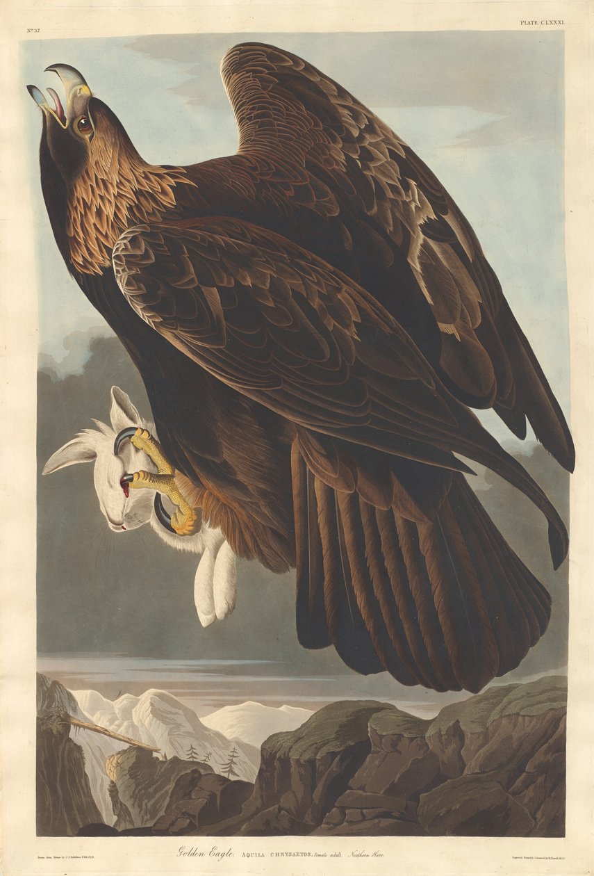 Águila dorada de Robert Havell after John James Audubon