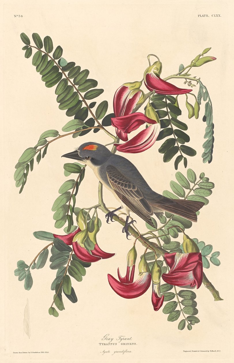 Tirano gris de Robert Havell after John James Audubon