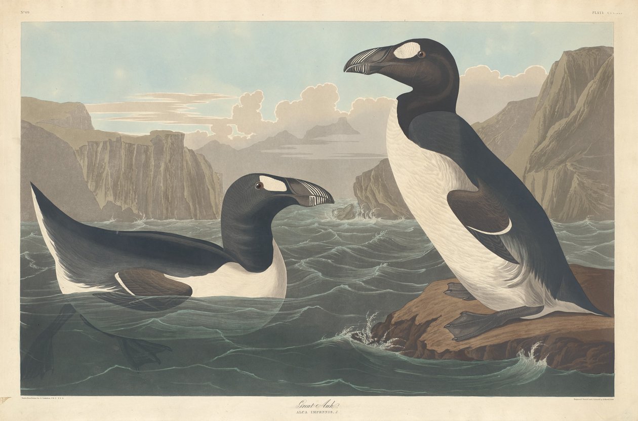 Gran Alca de Robert Havell after John James Audubon