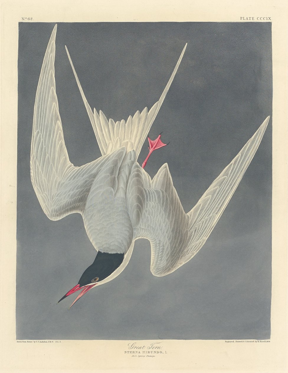 Charrán grande de Robert Havell after John James Audubon