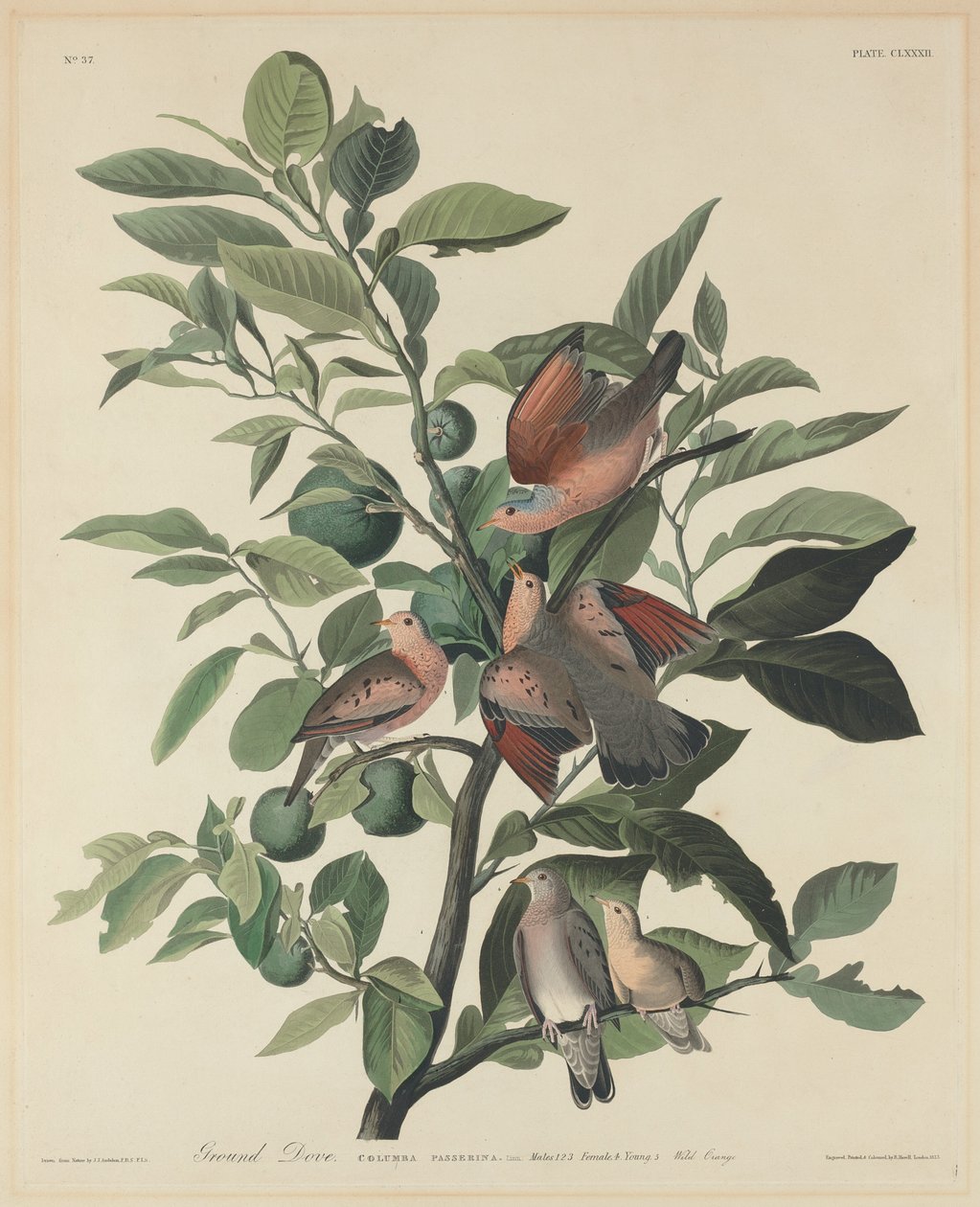 Tórtola terrestre de Robert Havell after John James Audubon