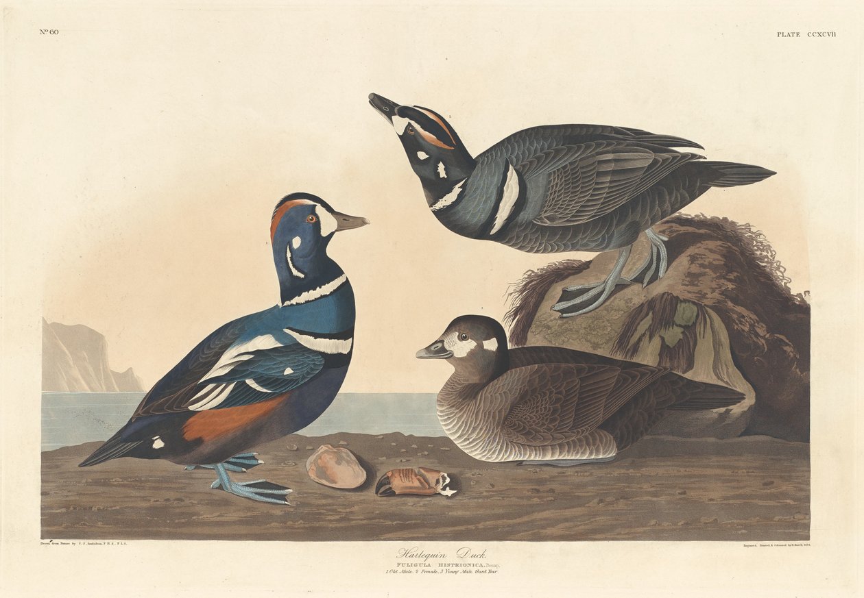 Pato arlequín de Robert Havell after John James Audubon