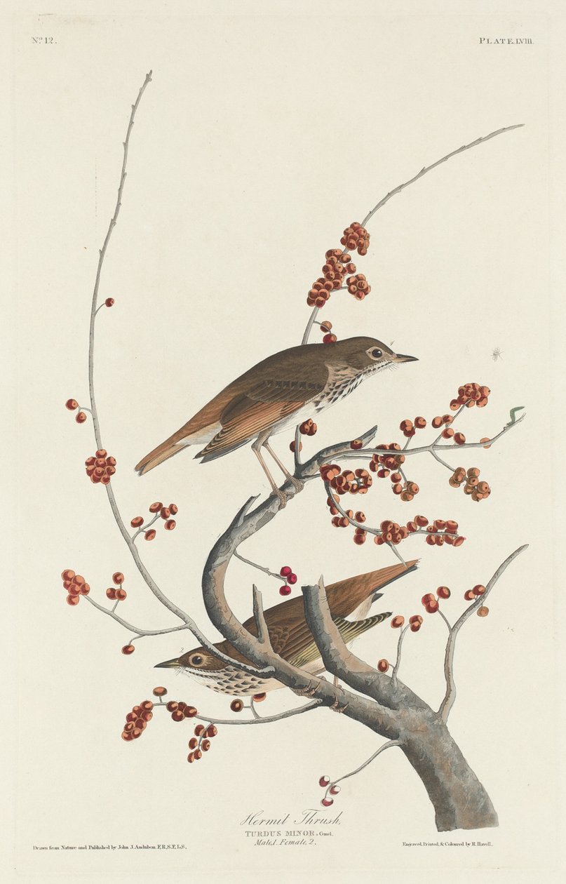 Zorzal ermitaño de Robert Havell after John James Audubon