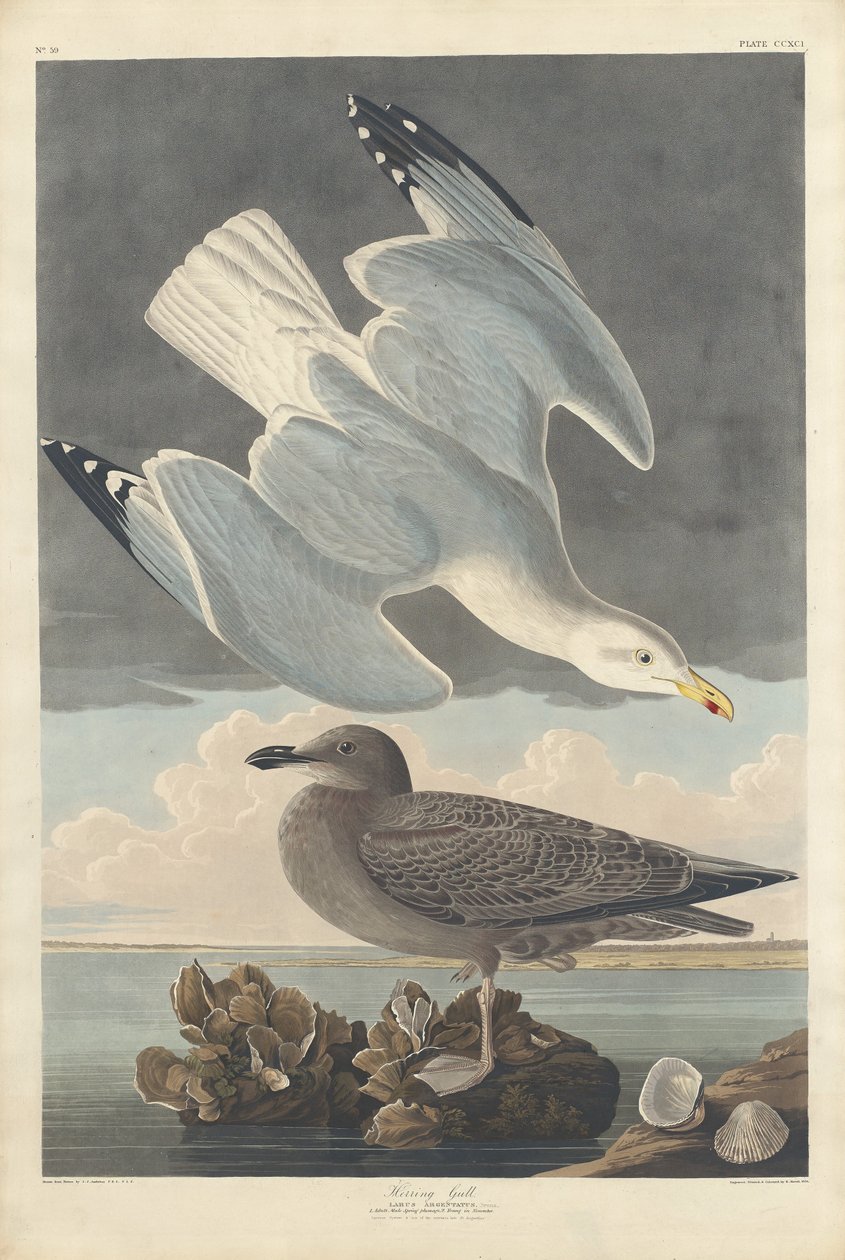 Gaviota argéntea de Robert Havell after John James Audubon