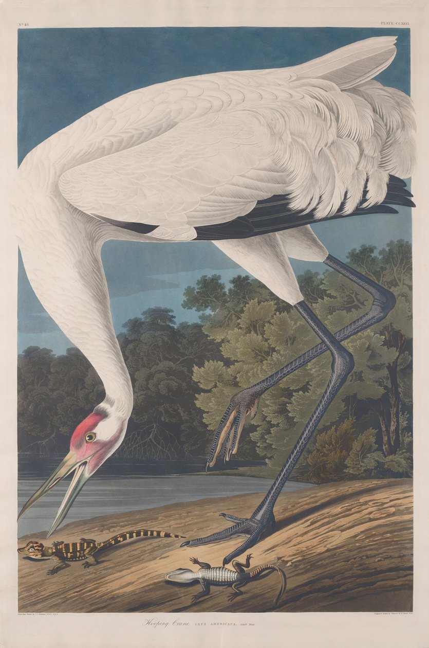 Grulla trompetera de Robert Havell after John James Audubon