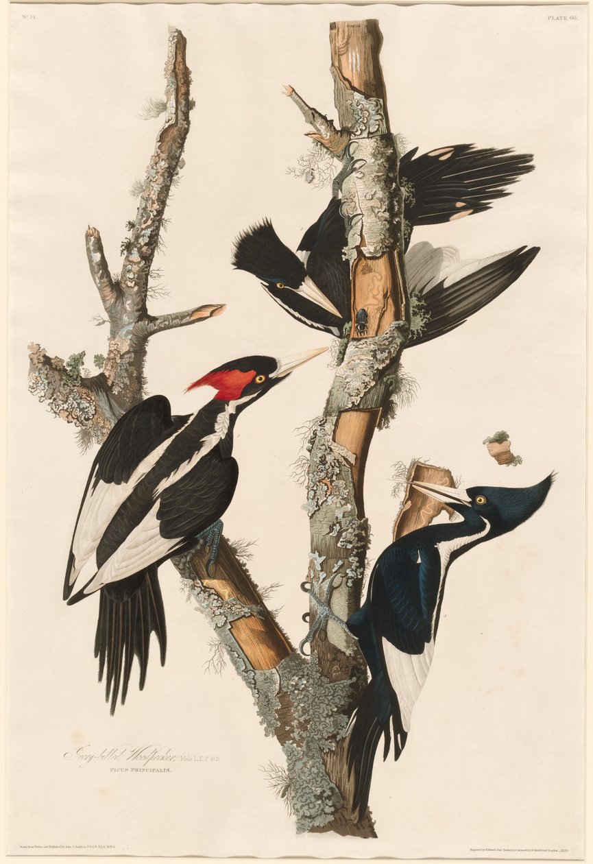 Pájaro carpintero de pico de marfil de Robert Havell after John James Audubon