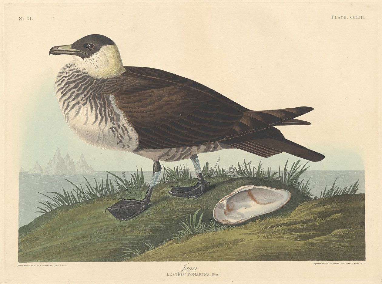 Cazador de Robert Havell after John James Audubon