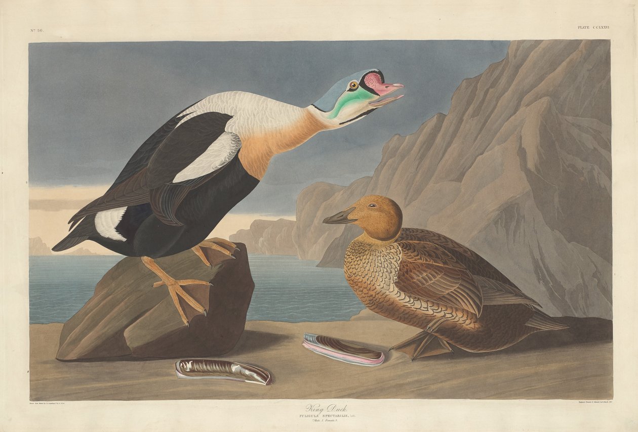 Rey Pato de Robert Havell after John James Audubon