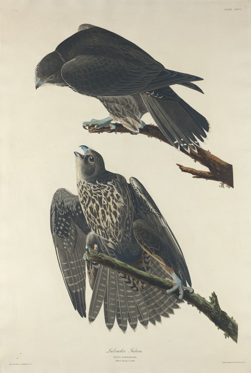 Halcón de Labrador de Robert Havell after John James Audubon