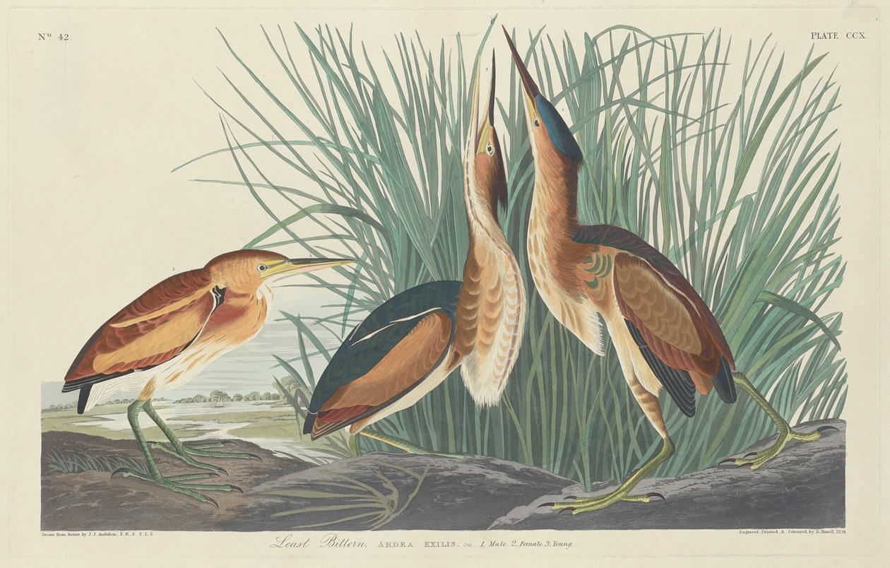 Avetoro mínimo de Robert Havell after John James Audubon