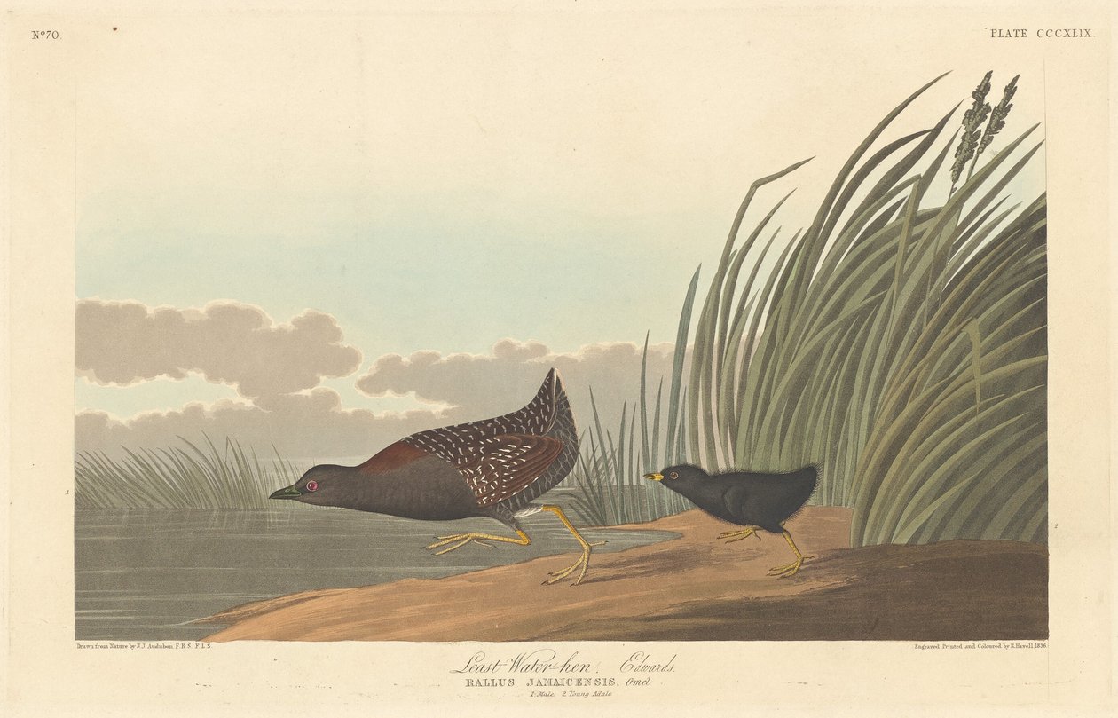 Gallineta menor de Robert Havell after John James Audubon