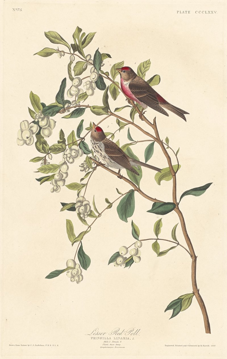 Pardillo sizerín de Robert Havell after John James Audubon