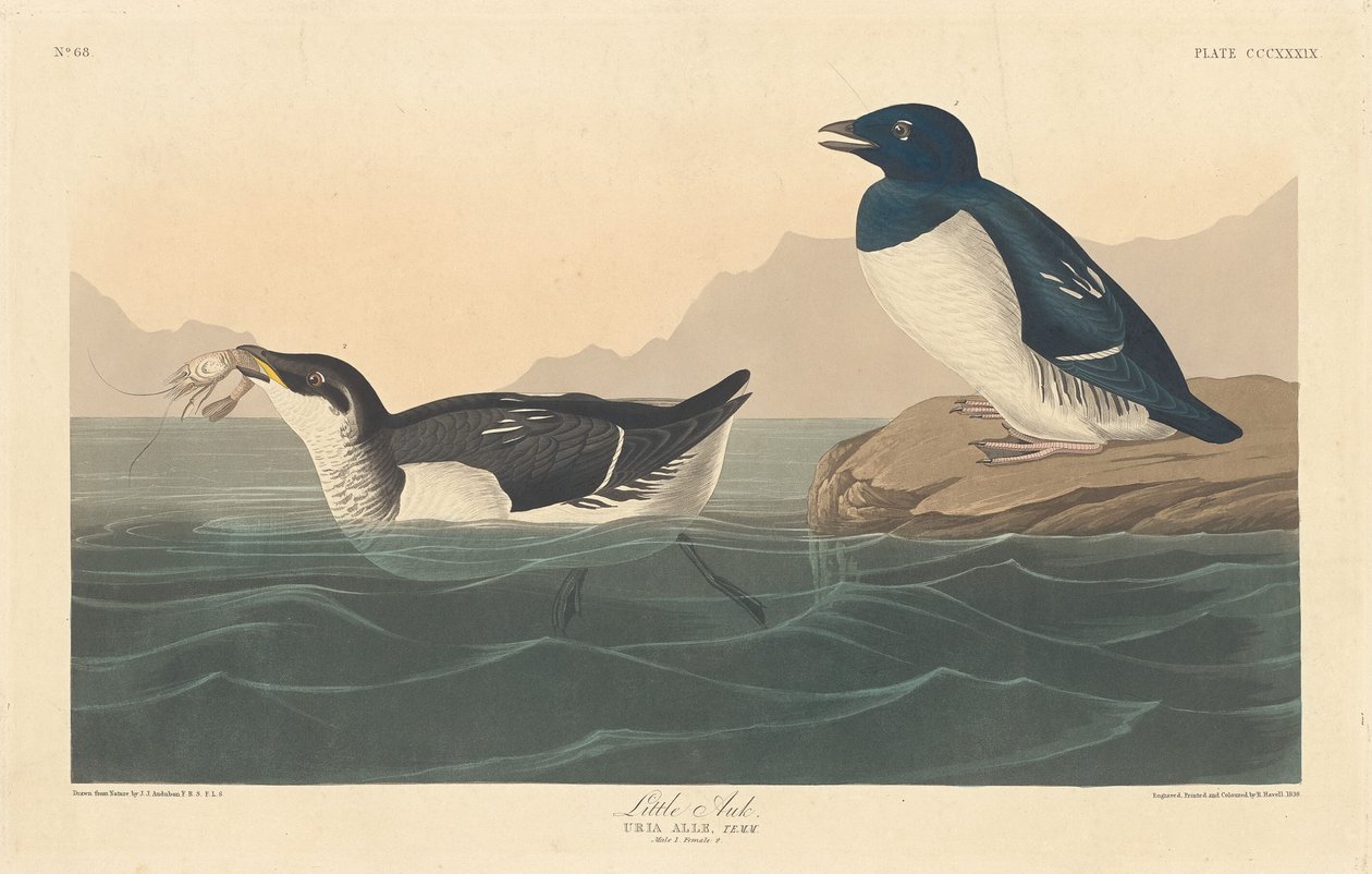 Poca Alca de Robert Havell after John James Audubon